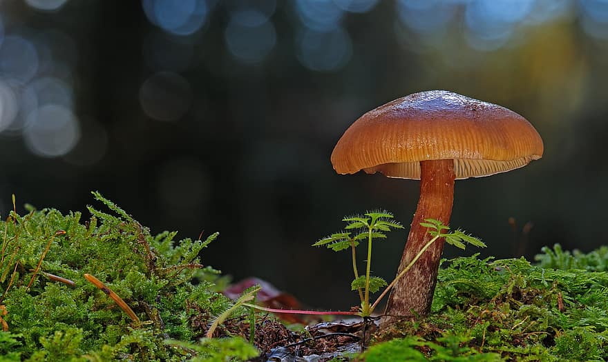 гриб, лісовий гриб, мох, агарик, дисковий грибок, падіння