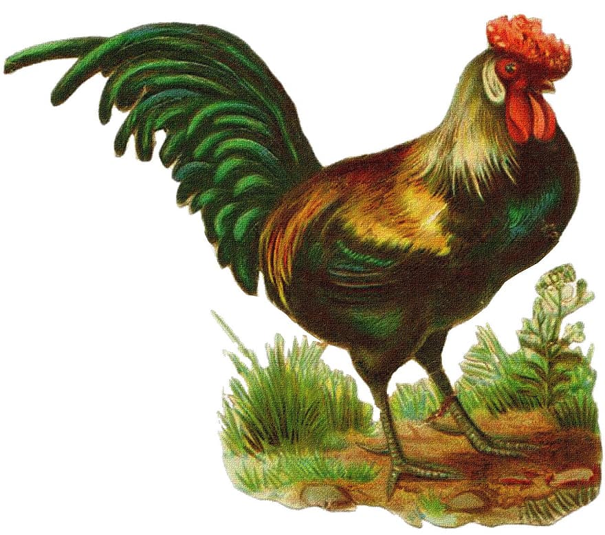 Rooster, Vintage, Drawing, Chicken, Old, Design, Antique, Animal