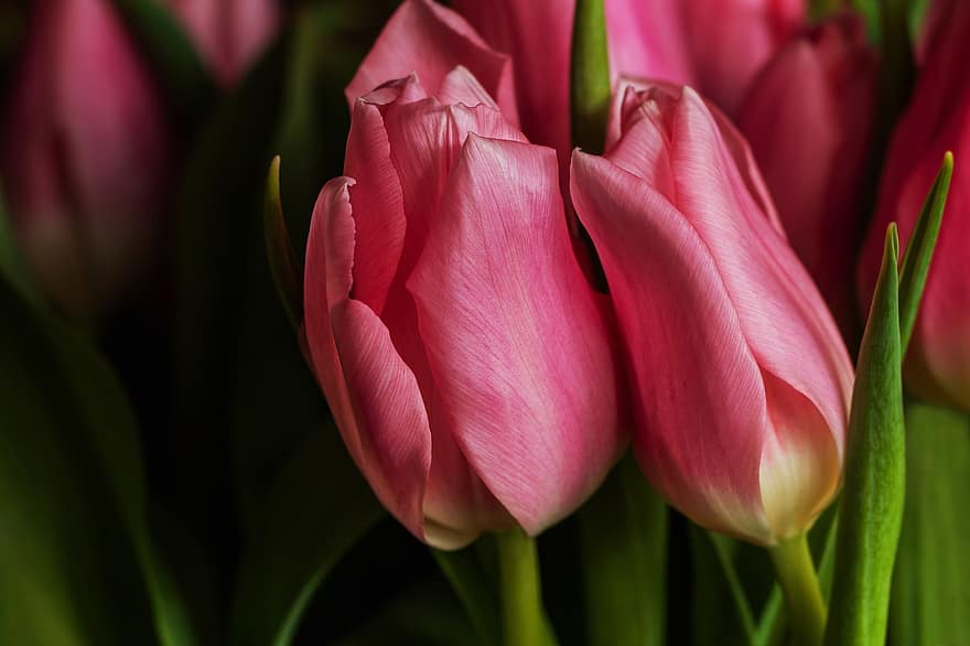 tulipán, virágok, csokor, tavaszi