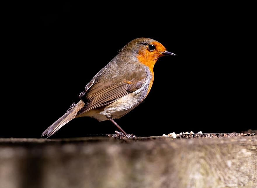 oiseau, robin, Robin Redbreast, perché, plumes, clôture, oiseau chanteur, la nature, aile, faune, le bec