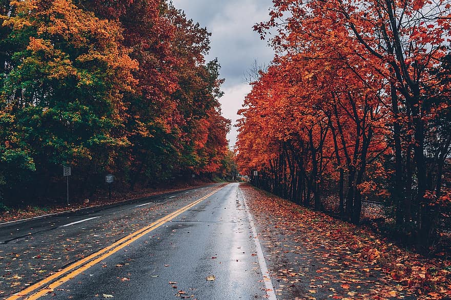 есен, дървета, път, улица, паваж, асфалт, листа, шума, есенни листа, есенна листа, есенни цветове