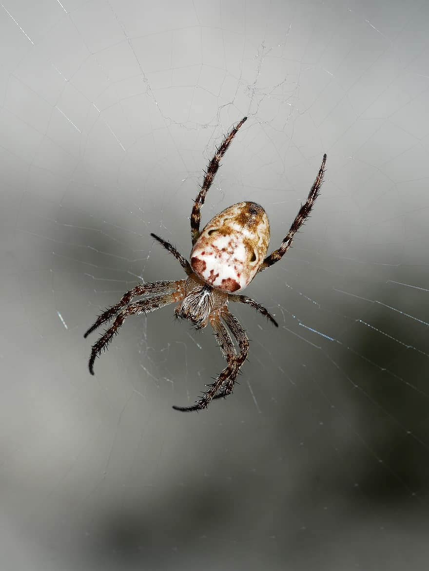insekt, edderkop, web, edderkoppespind, spindelvæv, levested, entomologi, arter