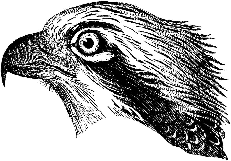 ocell, cap, àguila, rapinyaire, Adler, ull d'àguila, bec, plomes, vida salvatge, esbós, dibuix