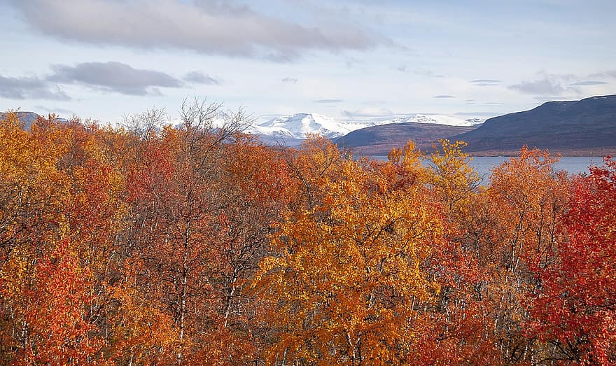 stromy, Příroda, podzim, sezóna, jezero, hory, Laponsko, žlutá, les, list, strom