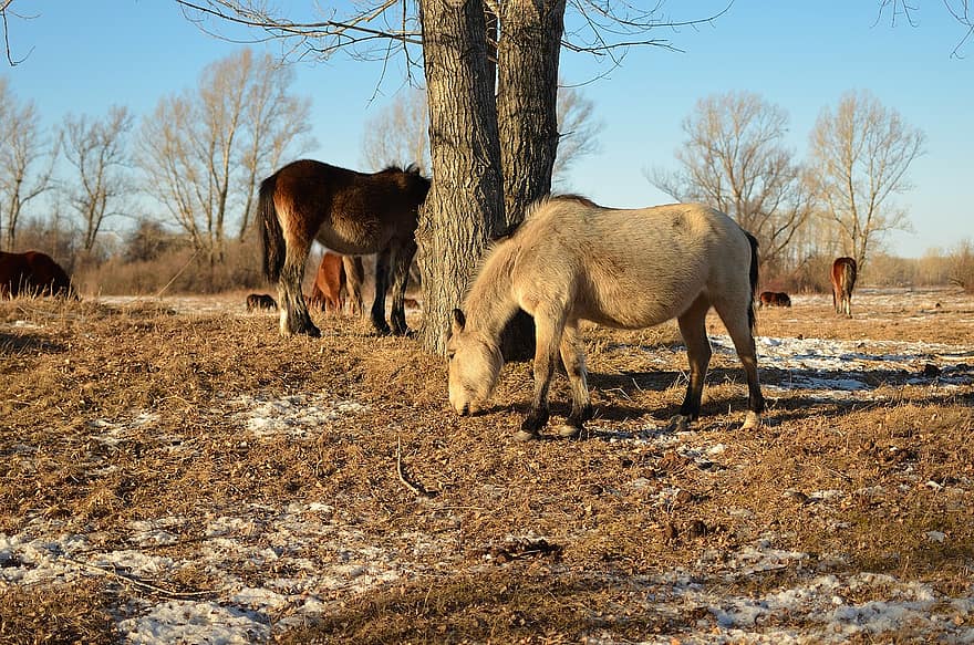 ngựa, động vật, mùa đông, tuyết, bầy đàn, chăn thả, cánh đồng, cỏ, đồng cỏ, nông thôn, động vật có vú