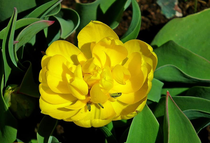 цветок, Tulipa, цветение, цвести, рост, завод, лепестки, ботаника, макрос, природа, весна
