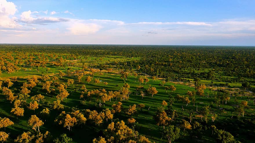 Trees, Fields, Horizon, Land, Forest, Woods, Aerial View, Bird's Eye View, Drone Photography, Bushveld, Aerial