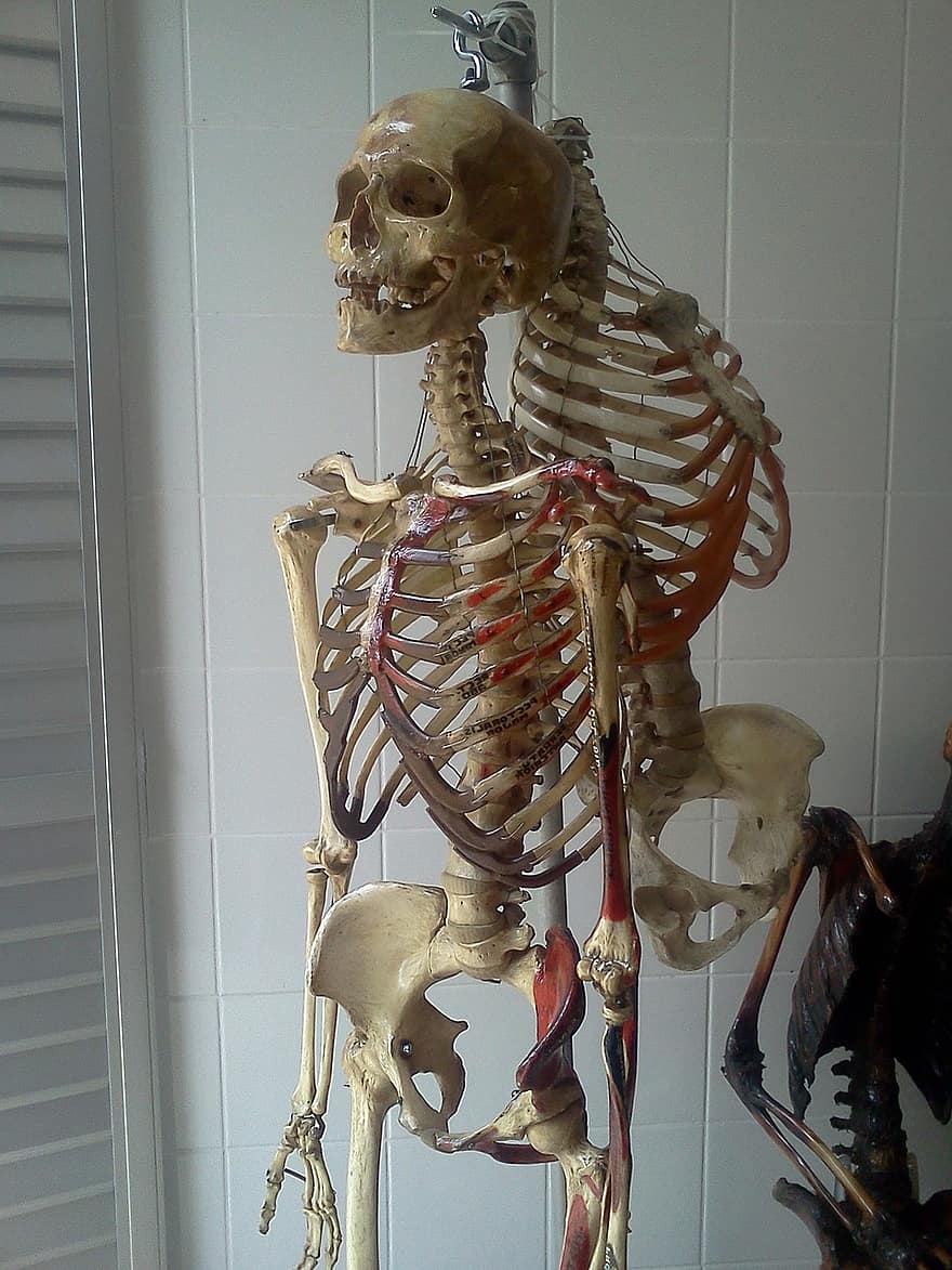 skelet, laboratorium, anatomie