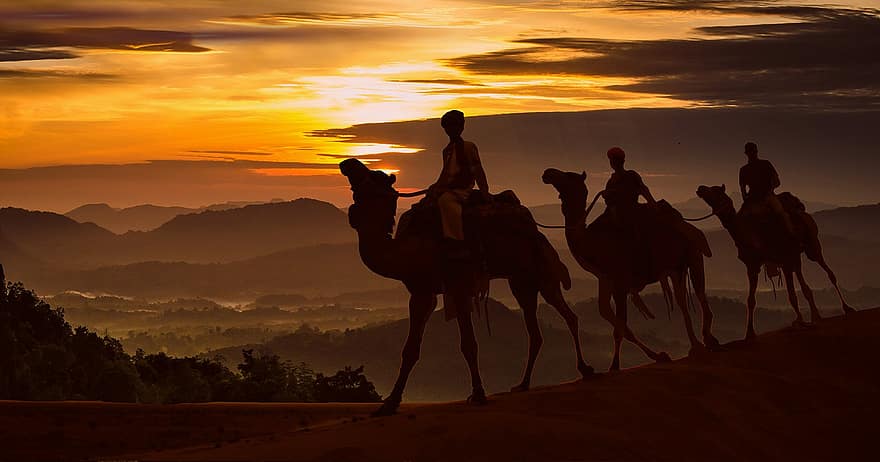 chameau, désert, Egypte, animaux, dunes, le sable, Sahara, paysage, homme, le coucher du soleil, silhouette