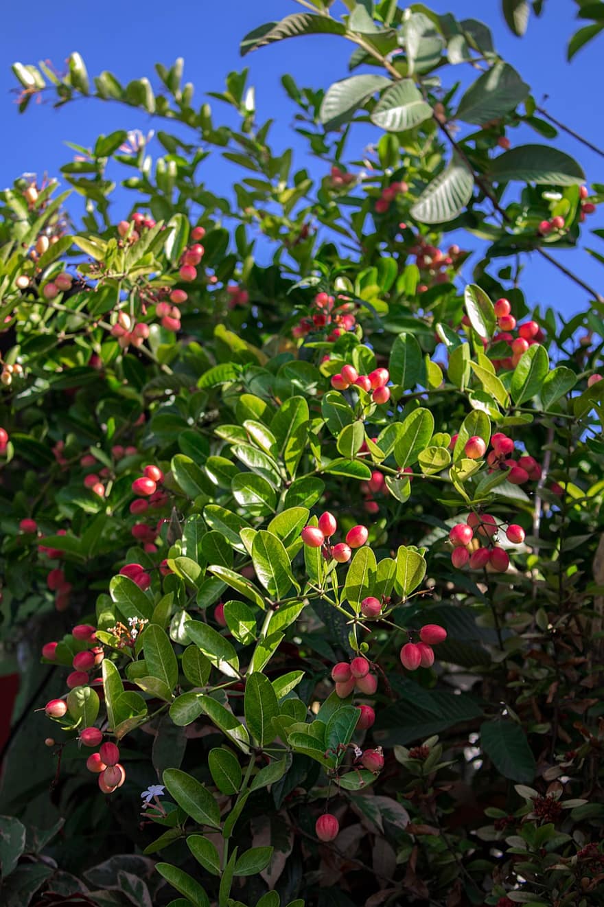Cranberry, Fruit, Plant, Branch, Berry, Food, Leaves, Organic, Tree, Garden, Nature