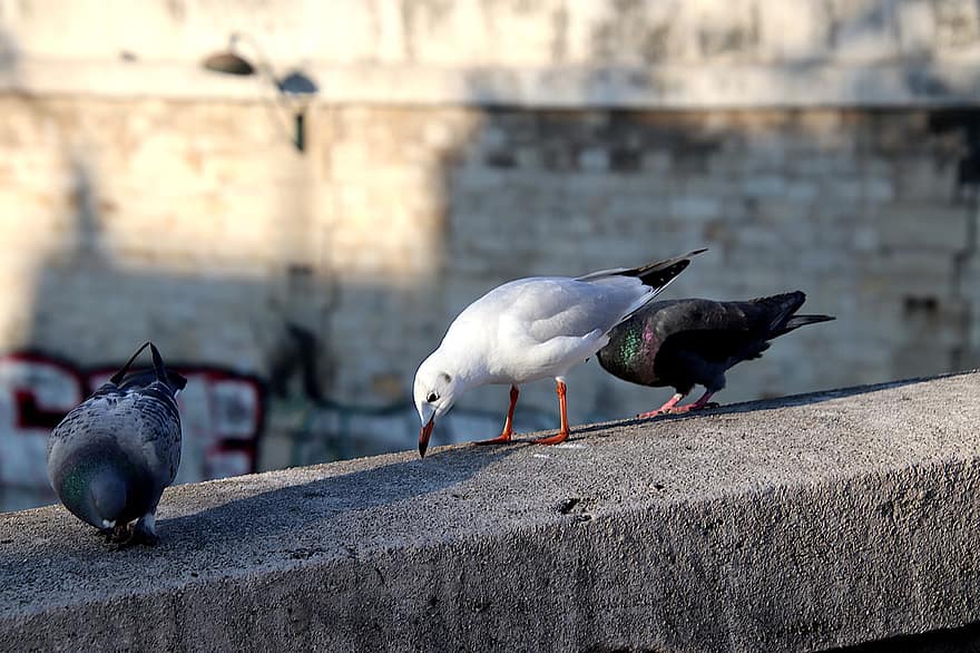 Seagulls, Pigeons, Concrete, Birds, Gulls, Seabirds, Animals, Bridge
