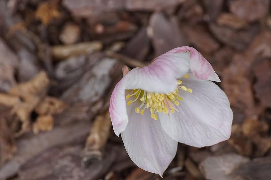 helleborus niger, bông hoa, Hoa màu trắng, cánh hoa, cánh hoa trắng, hoa, hệ thực vật, cây, Thiên nhiên, cận cảnh, đầu hoa