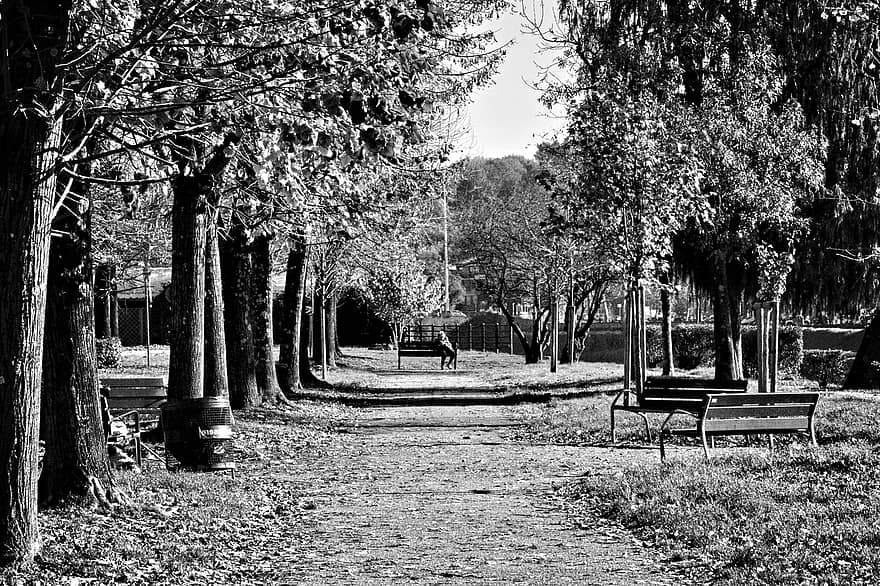 park, ławka, Natura, monochromia