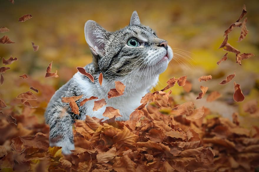katė, rudenį, lapai, žaisti, ruduo, naminis gyvūnas, gyvūnas