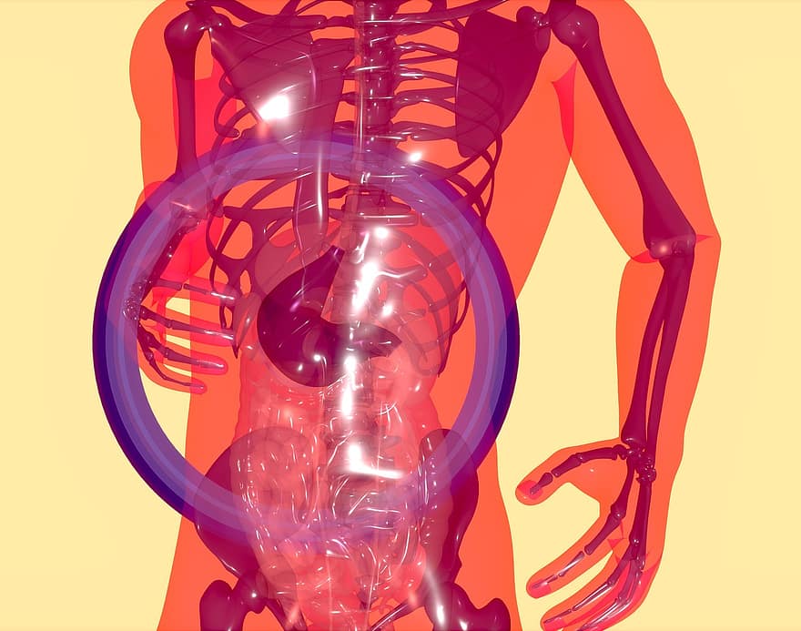 anatomia, Sistema digestiu, genètica, dna, fons, estómac, Microbiota, intestí, microbe, digestió, il·lustració