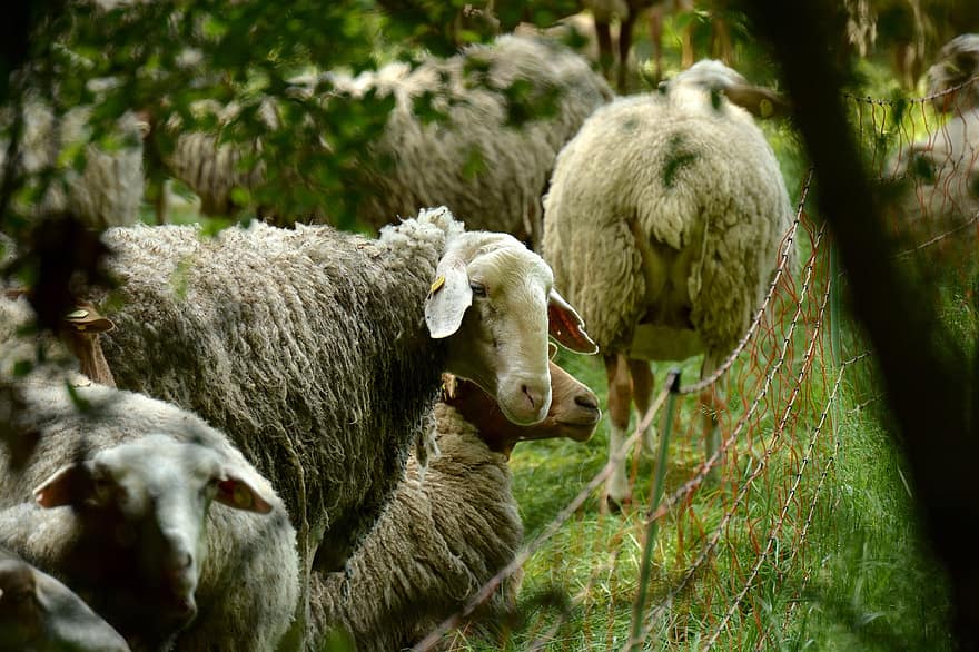 thú vật, sinh vật, cừu, lông thú, động vật trang trại, đồng cỏ, Vải, động vật có vú, loài, nông trại, cảnh nông thôn