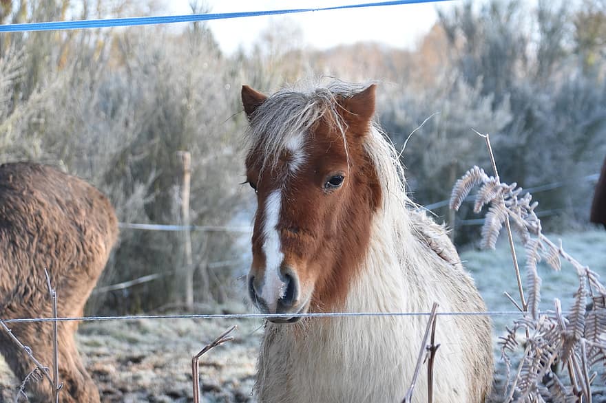 шетландський поні, Маленький кінь Джарода, поні, конячий, природи, верхова їзда, попередньо, тварина