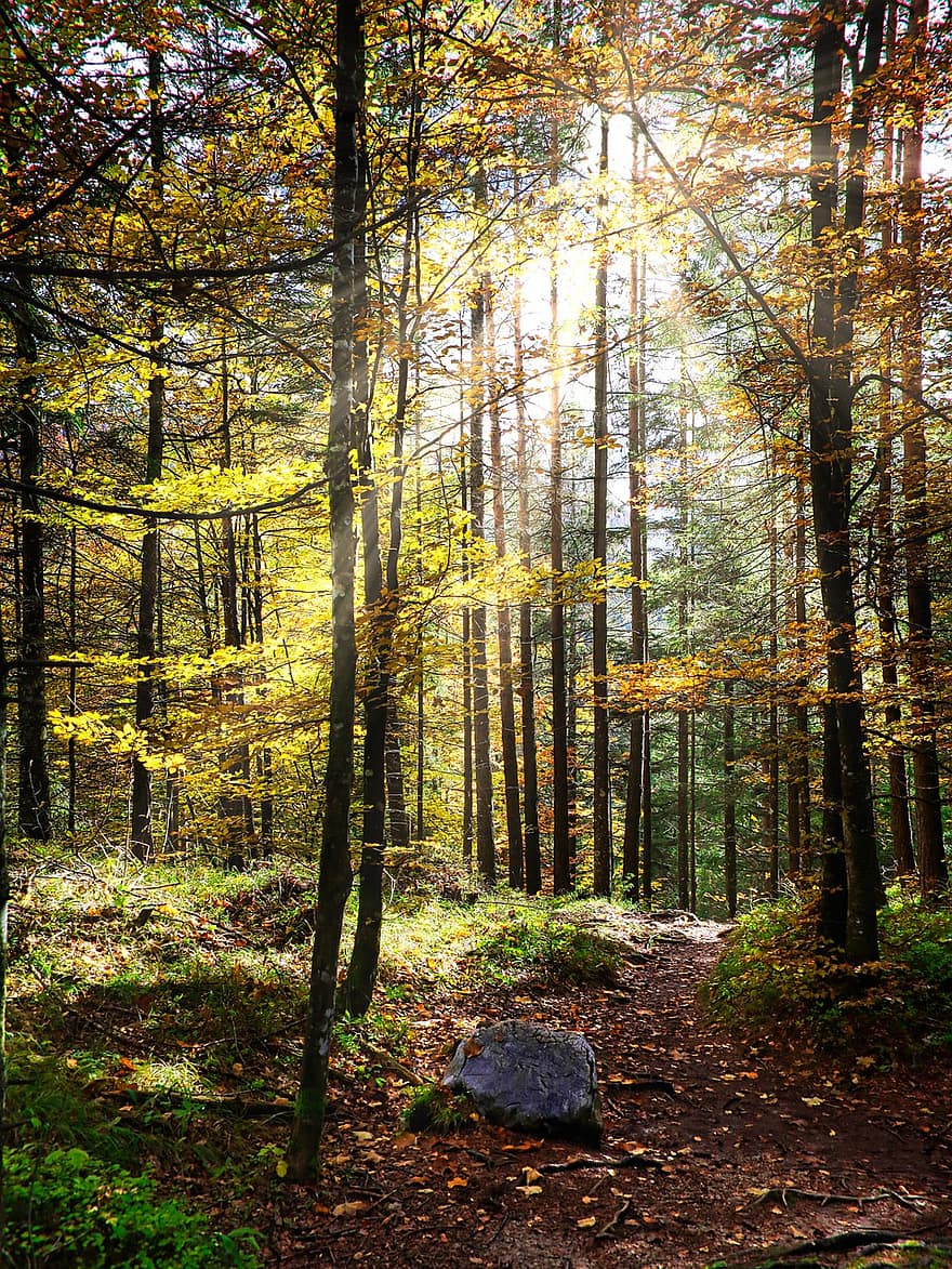 ścieżka, drzewa, las, jesienne liście, późne lato, Natura, drzewo, jesień, liść, krajobraz, pora roku