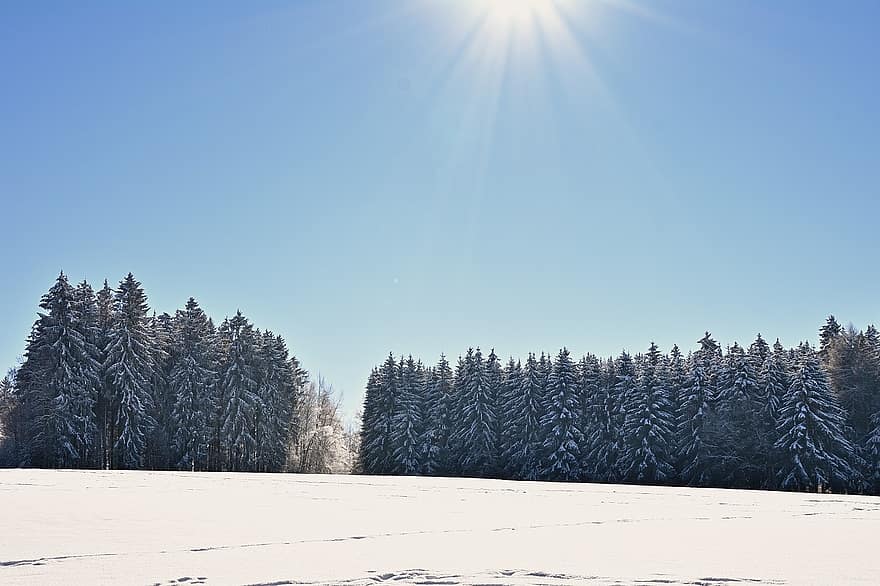 vinter-, skog, snö, barrträd, träd, barr-, barrträdskog, trän, skogsmarker, snöskog, snöig