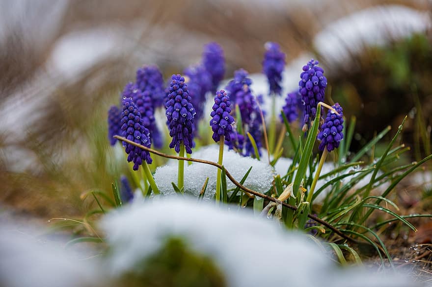 las flores, naturaleza, crecimiento, macro, nieve, floración, púrpura, flora, Violeta, botánica