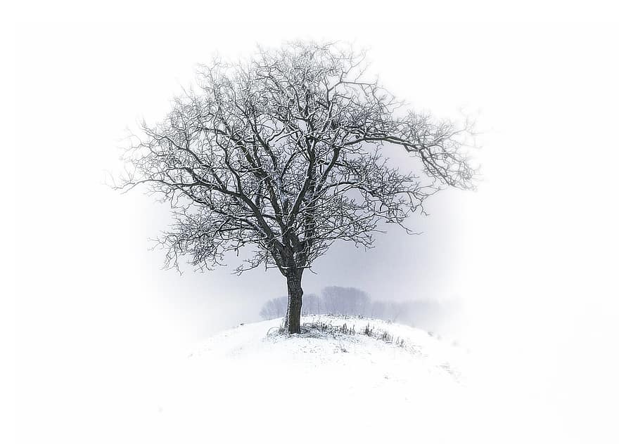 나무, 칼, 겨울, 심미적 인, 가지, 외로운, 아치형의, 슬퍼, 고독한, 외로움, 격리