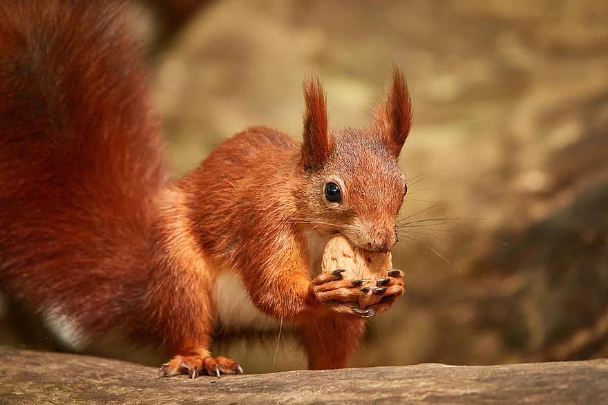esquirol vermell, esquirol, alimentació, animal, rosegador, vida salvatge, mamífer, noguera, nou, menjar, naturalesa
