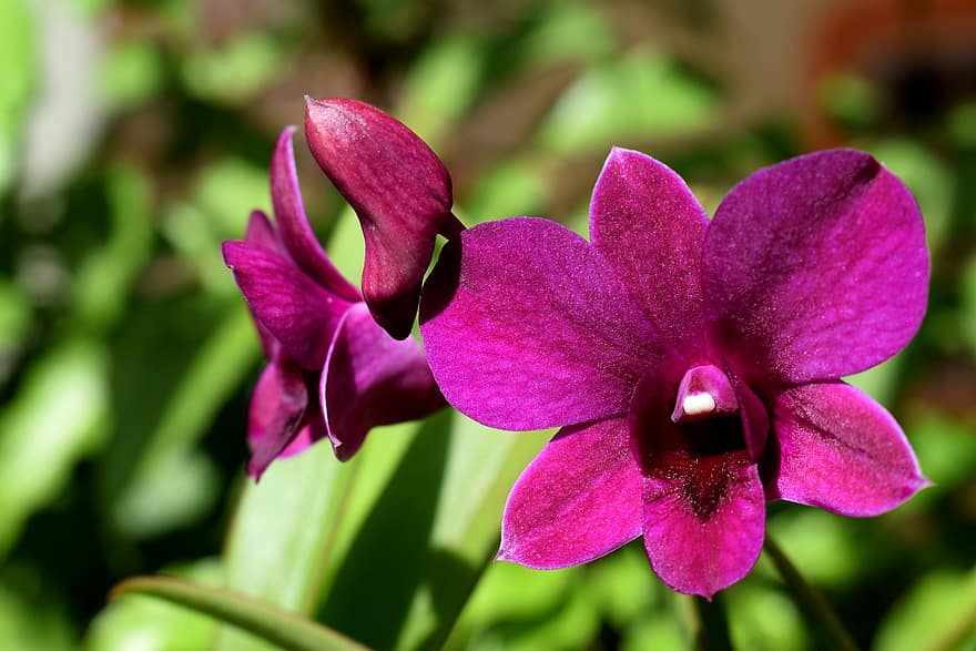 las flores, orquídea, púrpura, planta, Violeta, primavera, jardín, lila, floración, naturaleza