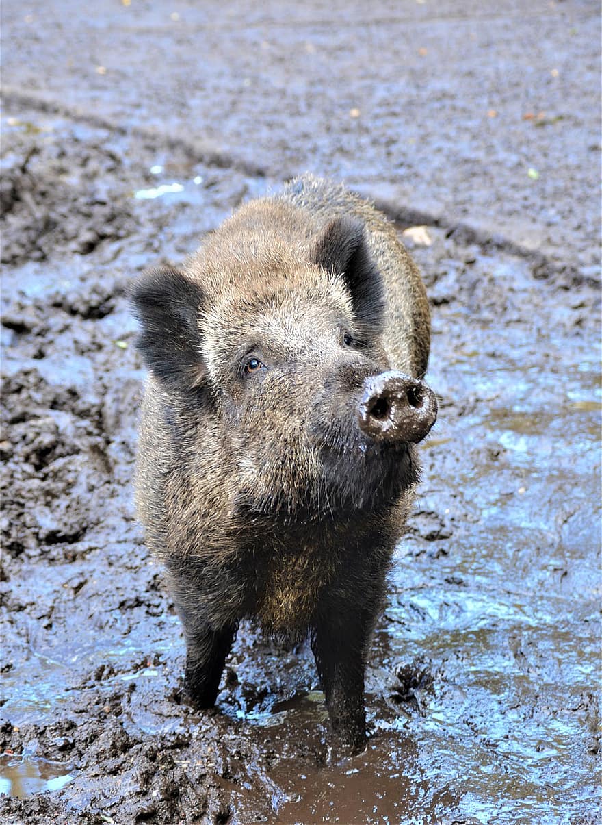 야생 멧돼지, 동물, 진흙, 자연, 돼지, 야생 동물, 새끼 돼지, 국내 돼지, 농장, 가축, 돼지 고기