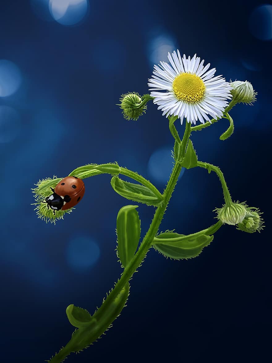 Flower, Insect, Ladybug, Spring, Blossom, Nature, plant, green color, summer, springtime, grass