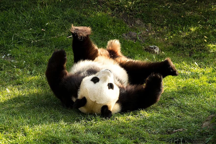 pandamackó, medve, aranyos, fekete és fehér, Panda maci, játékos, fű, lefekvés, emlős, természet, szőrme