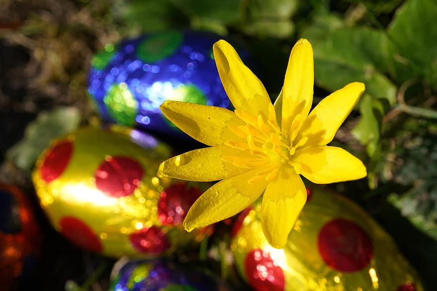 Великдень, квітка, полювання на яйця, яйця, шоколад, весна