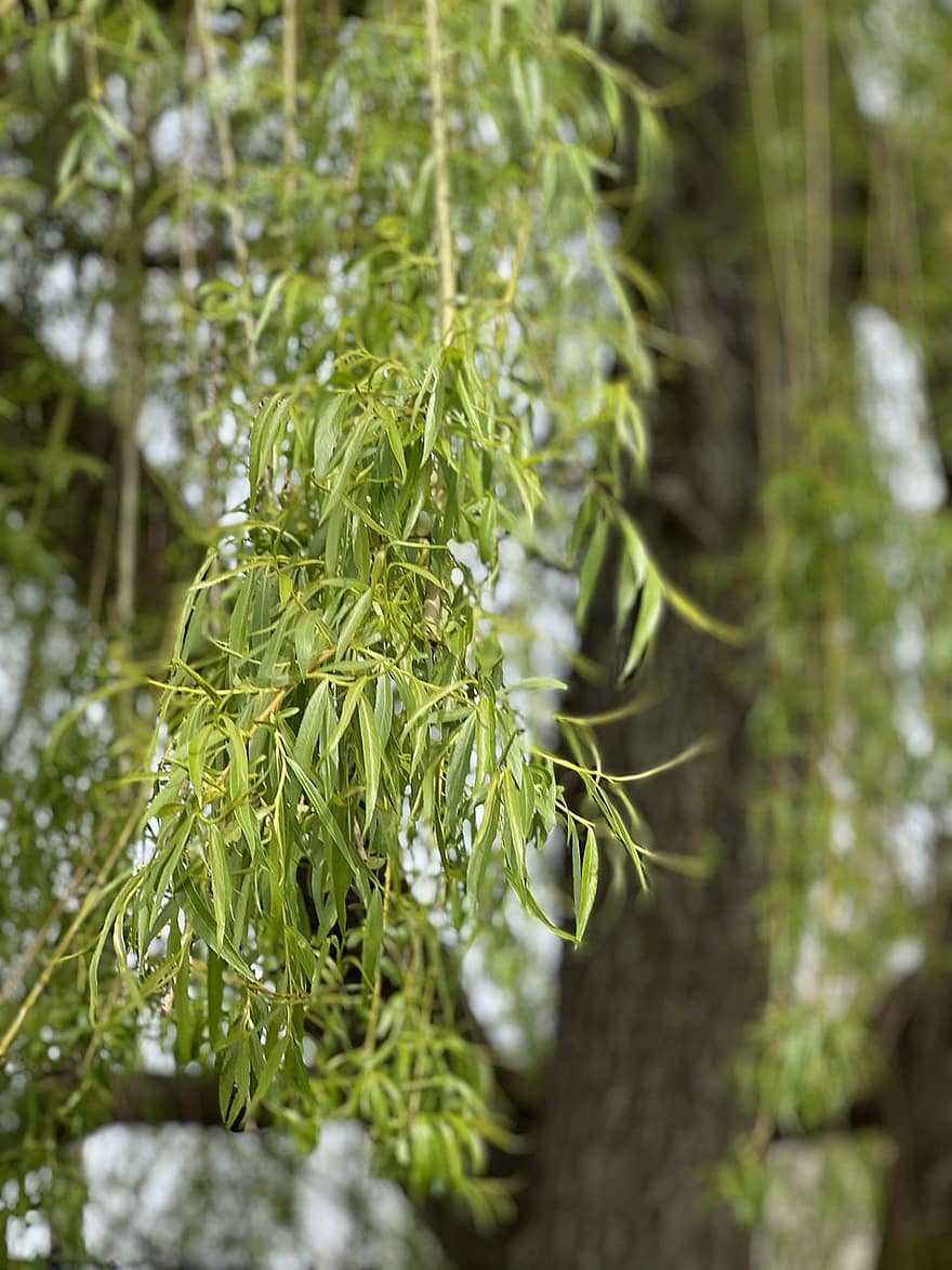 Weeping Willow, Tree, Leaves, Branches, Forest, Willow, Nature, Garden, leaf, green color, plant