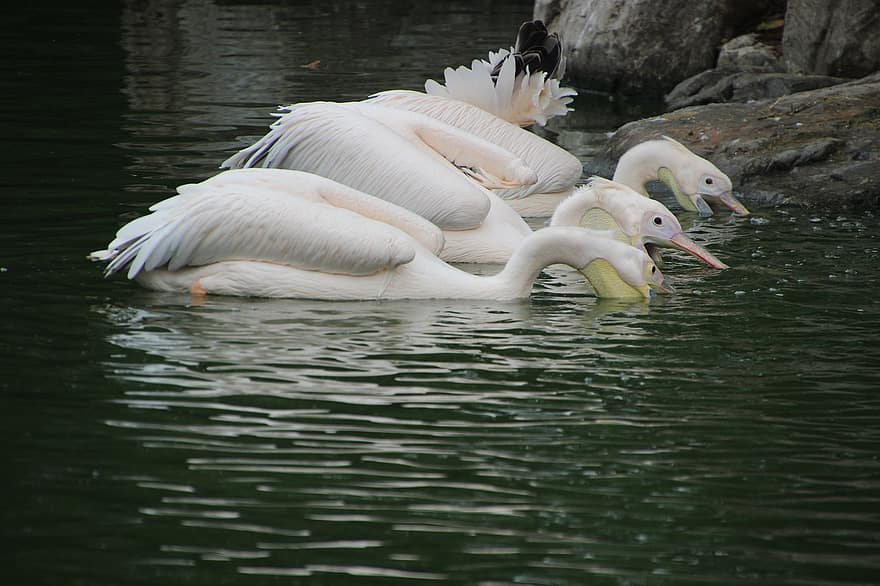 pelikanen, vogelstand, snavels, jacht-, visvangst, veren, gevederte, coulissen, meer, water vogels, watervogels