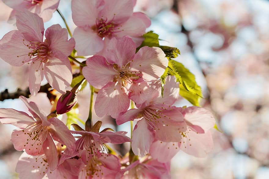 Sakura, virágok, cseresznye virágok, rózsaszín szirmok, szirmok, virágzás, virágzik, növényvilág, tavaszi virágok, természet, közelkép