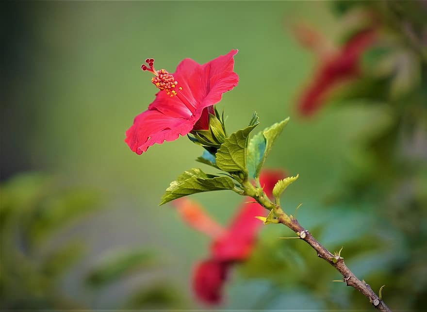 ibišek, květ, růžový ibišek, okvětní lístky, růžové okvětní lístky, flóra, listy