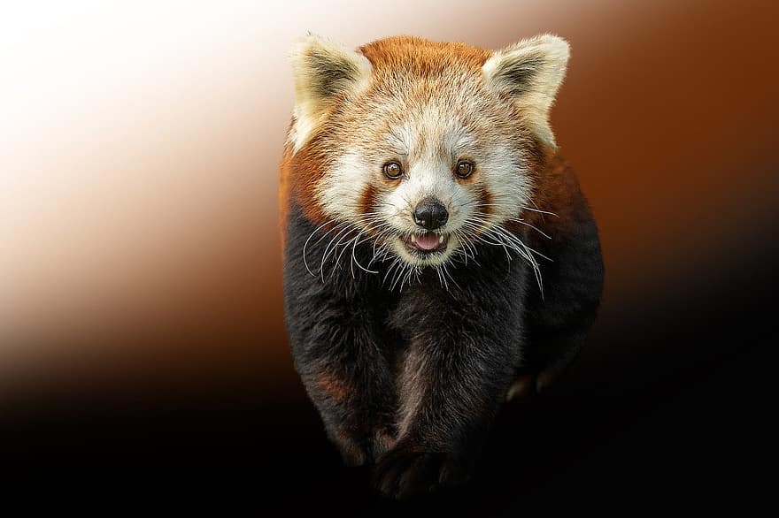 dyreliv, rød panda, søt, liten, ett dyr, kjæledyr, ser, pels, nærbilde, ungt dyr, dyr i naturen