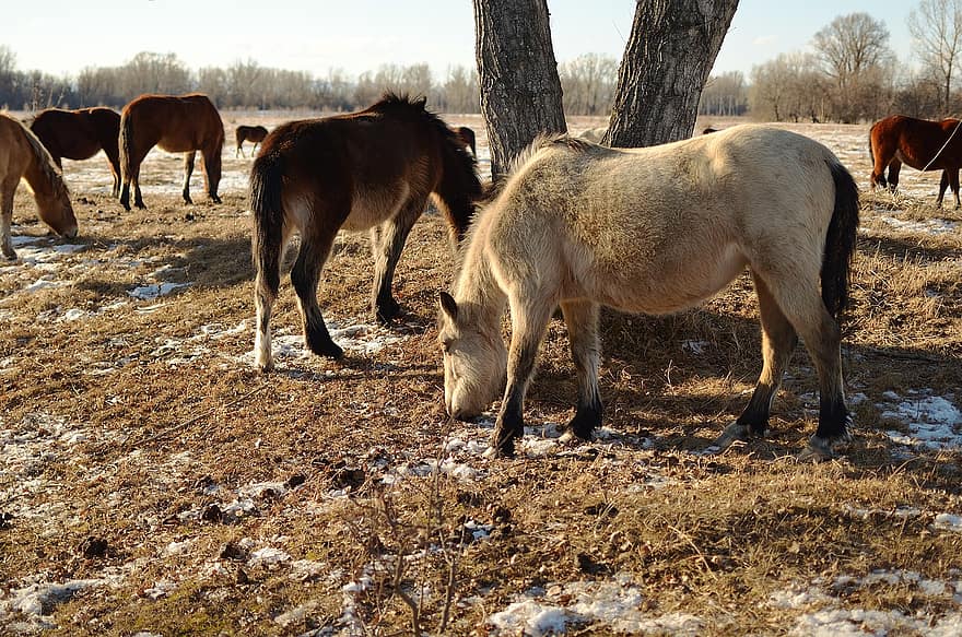 koně, zvířat, zimní, sníh, stádo, pastvy, koňovitých, pole, tráva, pastvina, louka