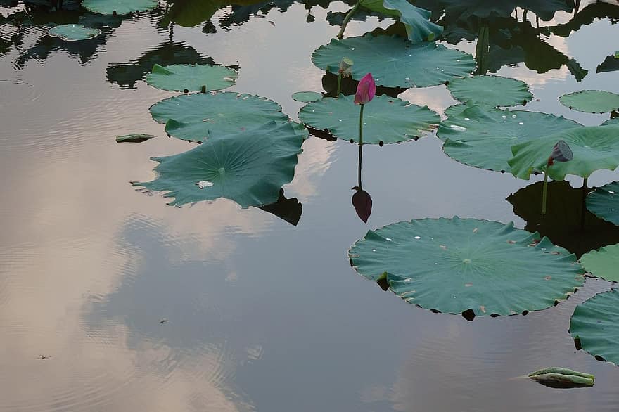 lotus, rybník, odraz, lotosový list, uklidnit, list, rostlina, letní, voda, květ, zelená barva