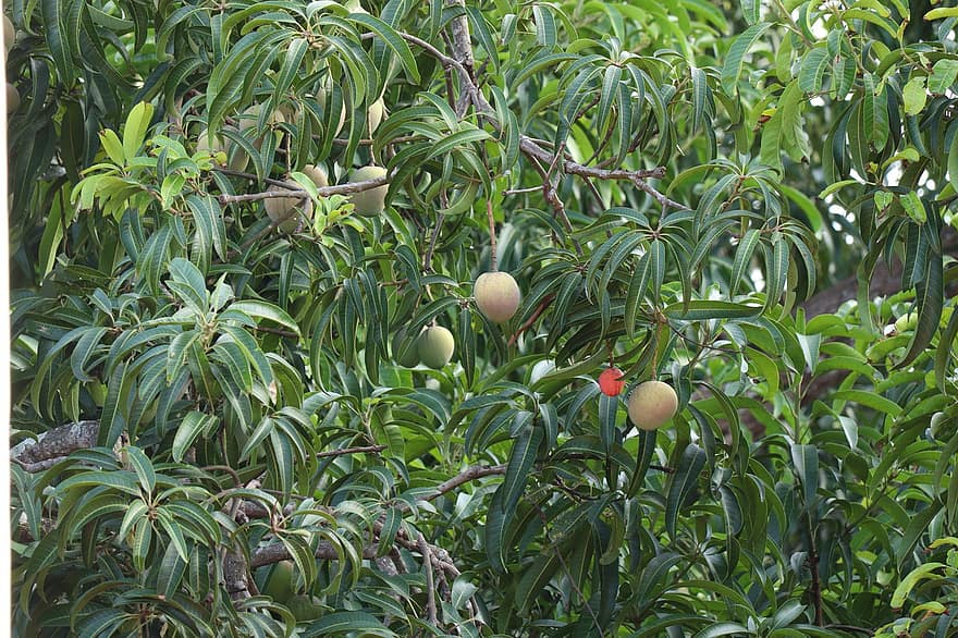 mangue, fruit, la nature, arbre, feuilles, vert, de plein air, Kerala, plante, jus, aliments
