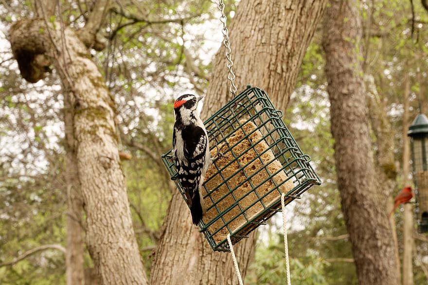 Downy Woodpecker, Bird, Feeder, Bird Feeder, Woodpecker, Ave, Avian, Ornithology, Bird Watching, Animal World, Outdoors