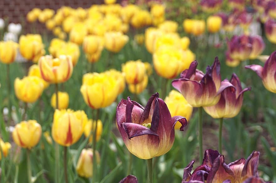 tulipani, fiori, fiore, fiori colorati, fiori di primavera, natura, giardino, flora, fiori che sbocciano, botanica, campo di tulipani