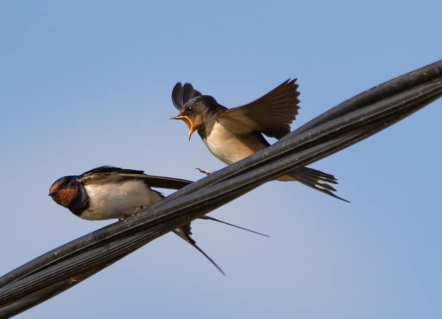 Swallow On A Wire, Summer Bird, Bird On A Wire, Swift, Resting, Bird, Martin, Zoology, Silhouette, Ornithology, Swallows