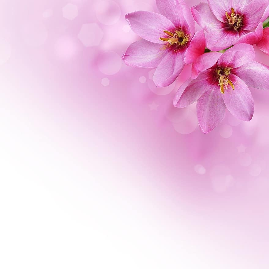 Flowers, Background Image, Pink, Romantic, Floral, Greeting Card, Bokeh, Love, Emotion, Mood, Petals