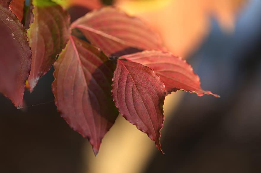 شجرة القيقب ، الخريف ، أوراق الشجر ، خريف ، أوراق الخريف ، اوراق الخريف ، تقع في كوريا الجنوبية