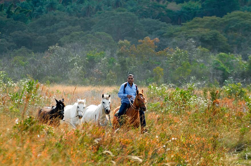 Parc Nacional, Vinya Serrada, passeig a cavall, naturalesa, parc a l'aire lliure, minas