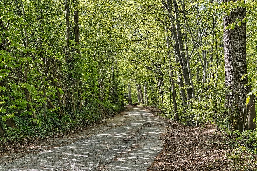 Path, Trail, Lane, Trees, Forest, Avenue, Spring, Season