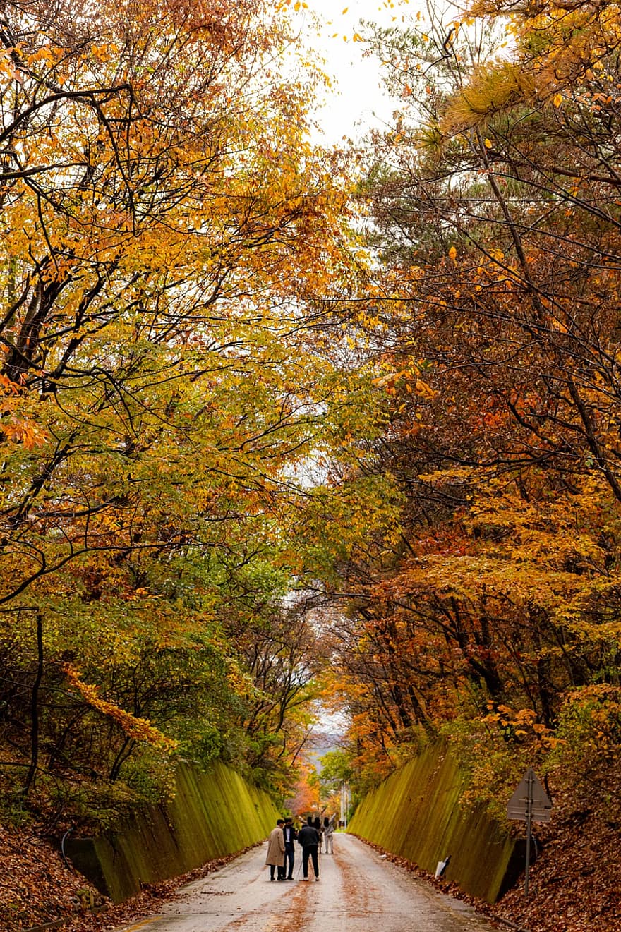 Корея, лес, осень, Канвон до, падение, пейзаж, природа, Моховой туннель, леса, Мостуннель, люди