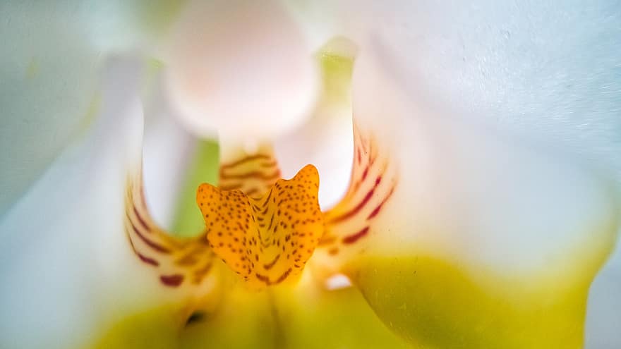 orquídea, flor, pétalas, plantar, Flor, macro