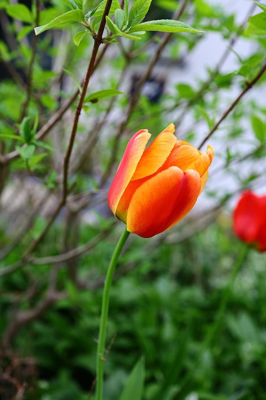 orange tulipan, tulipan, orange blomst, blomst, tæt på, landskab, forår, plante, sommer, grøn farve, blomsterhoved