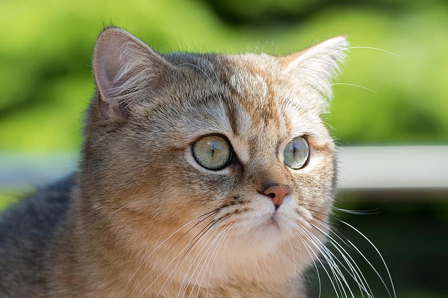 kedi, kedi yavrusu, Britanya ile ilgili stenografi, kürk, kabarık, hayvan, memeli, Evcil Hayvan, bıyık, gözleri, ev kedisi